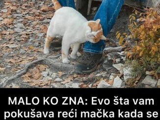 Što pokušava reći vaša mačka kada se trlja uz vas?